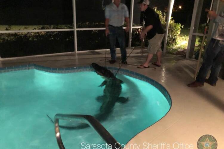 Ogroman aligator razbio vrata i ušetao u porodični bazen